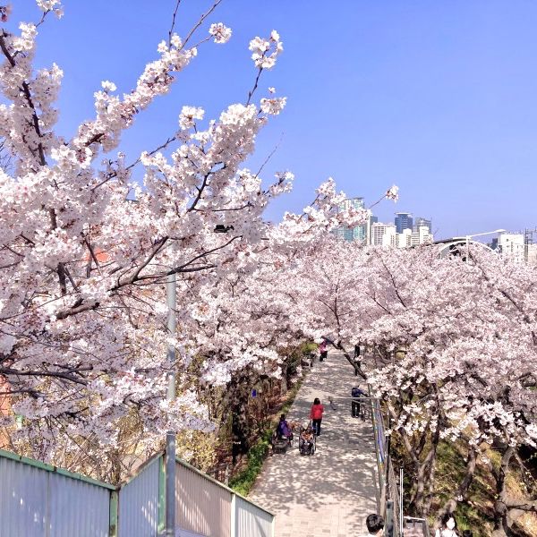 🌸보라매공원에서 도림천까지 이어진 ‘신대방벚꽃길’