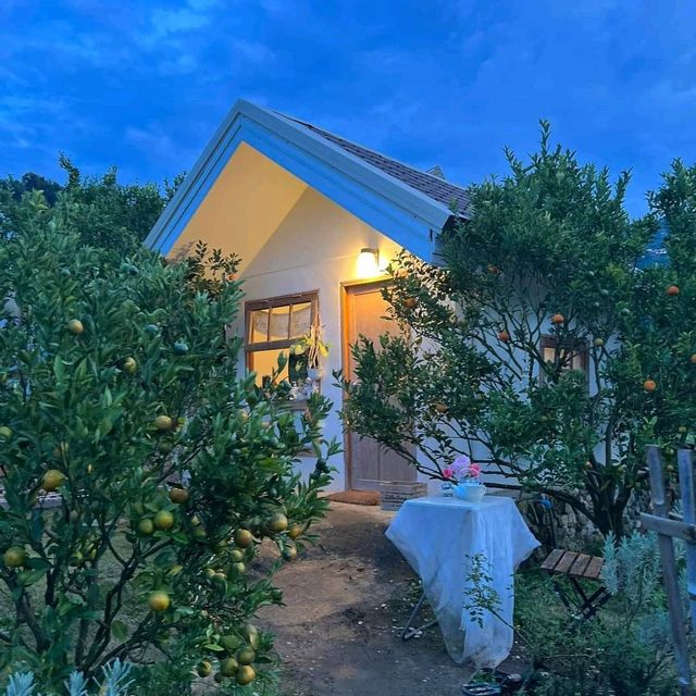 JINJU the orange farm “สวนส้มจินจู” 🍊🌳🧡🍃
