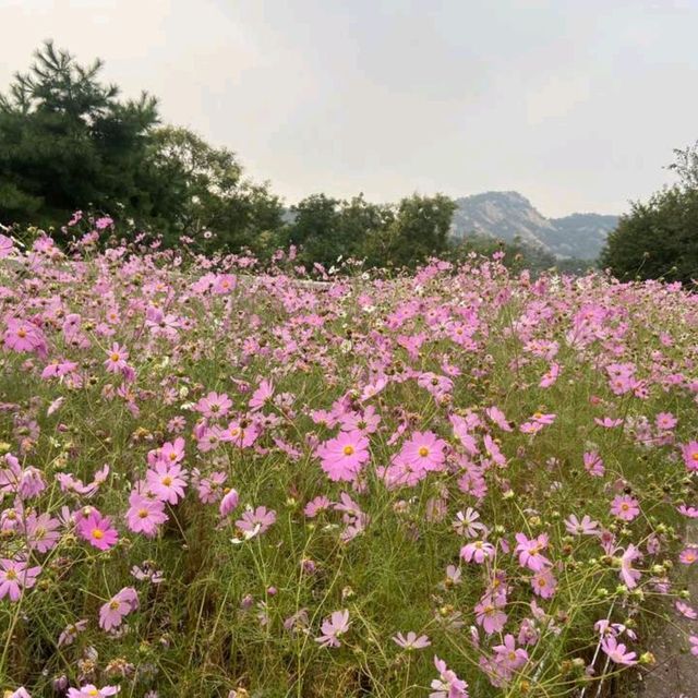 인왕산+성곽 도심야경