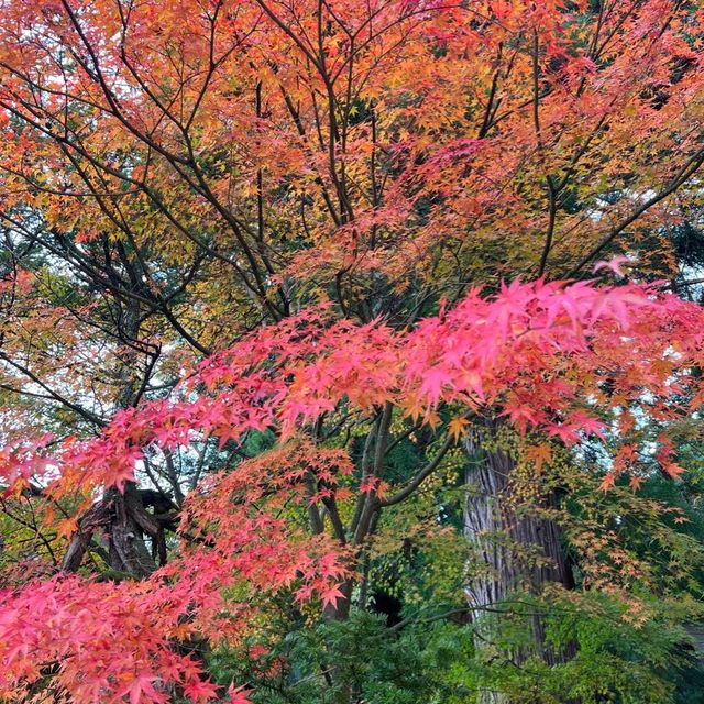 白川八幡神社 及 明善寺🍁🍁