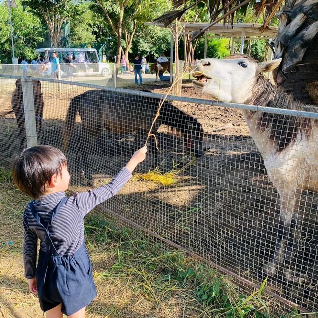 สวนสัตว์ในสนามบินสุโขทัย