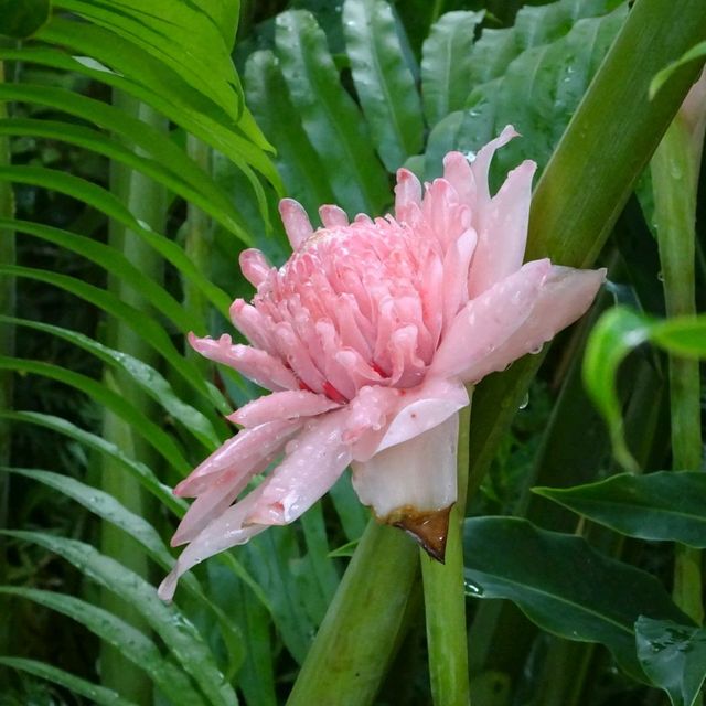 National Orchid Gardens, Singapore