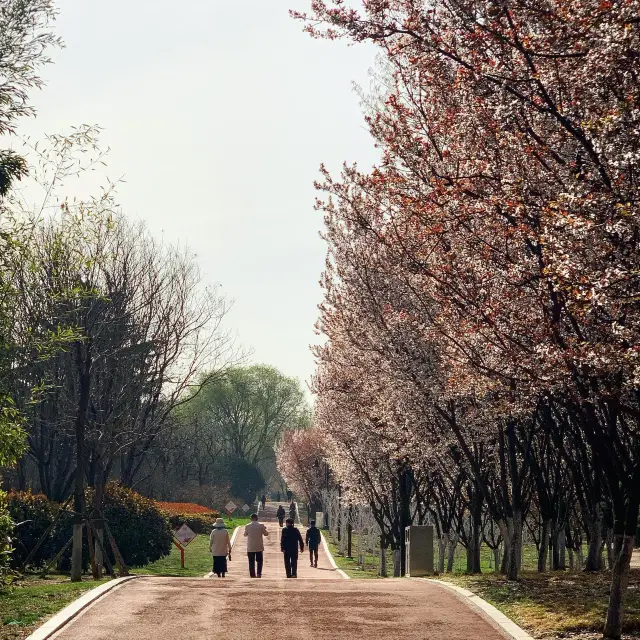 꽃들의 천국, 봄날의 세기공원(世纪公园)