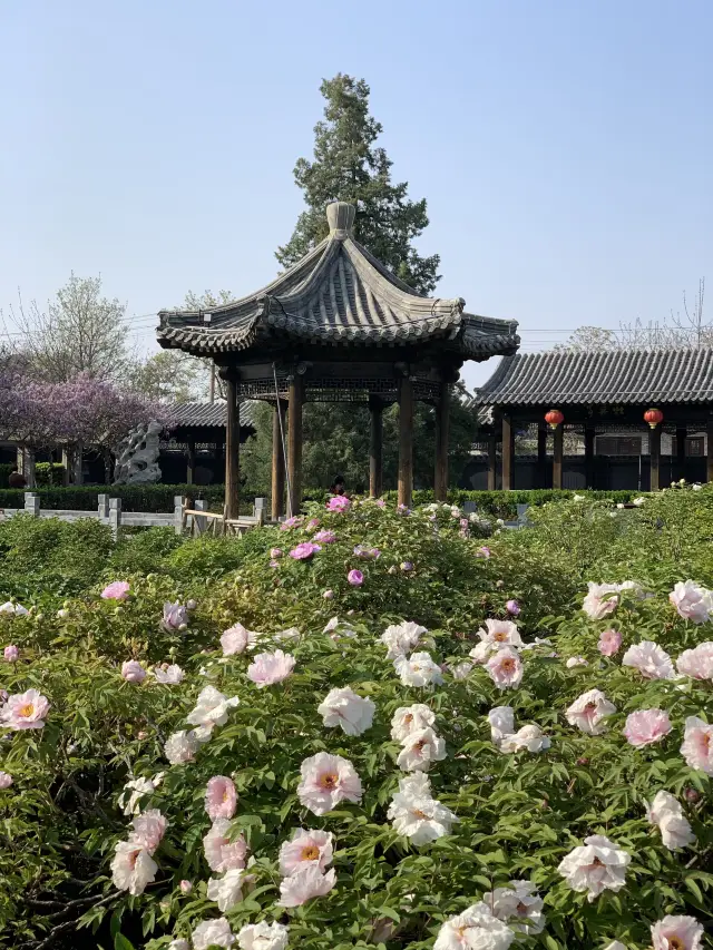 목단화가 아름다운 고택 정원, 우원(偶园)