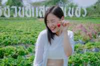 ไร่ชวนชิม สตรอเบอรี่มวกเหล็ก