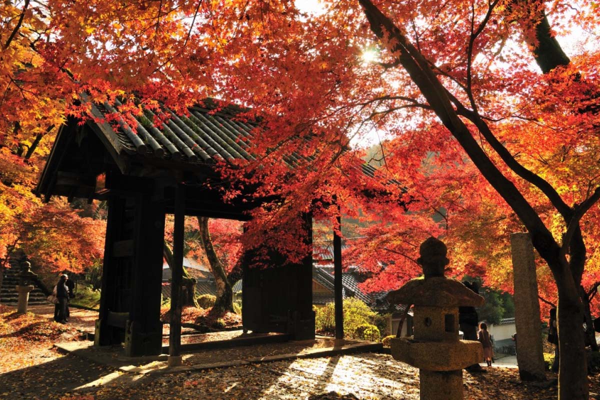 【2023日本紅葉】九州人氣賞楓景點推介：福岡、鹿兒島 | 福岡