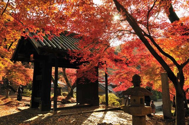 【2023日本紅葉】九州人氣賞楓景點推介：福岡、鹿兒島 | 福岡