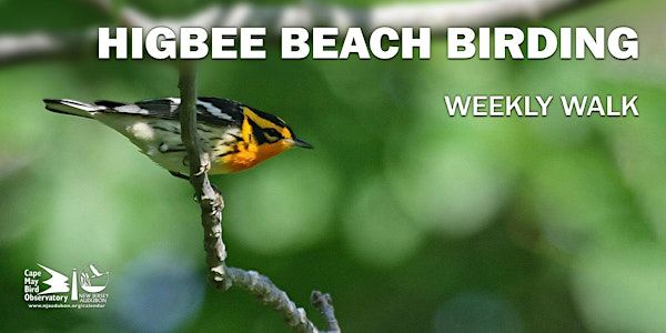 Higbee Beach Birding | Higbee Beach WMA