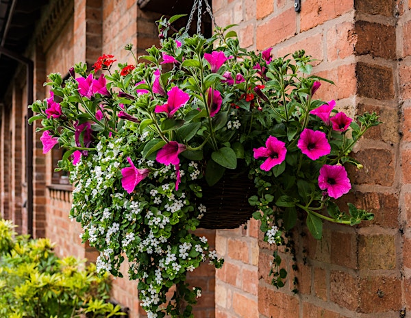 DIY Hanging Basket Class | 13482 Spicer Rd, Ellendale, DE, USA