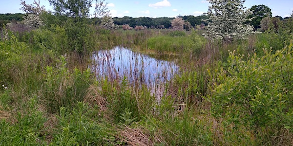 Fabulous fen flowers | Potteric Carr Nature Reserve & Binocular Shop