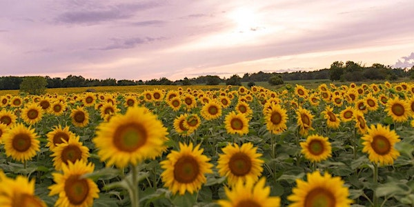 Sunflower Fields of Markham - General Admission | Sunflower Fields of Markham