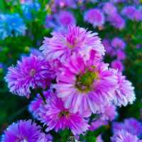 Flower Lovers. CNX | สวนดอกไม้เชียงใหม่​