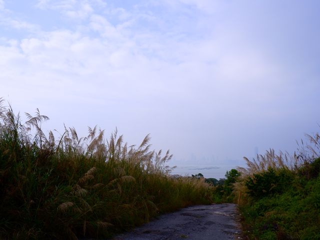 芒草仙境