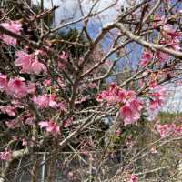 日本一早い桜祭り【やえせ桜まつり】
