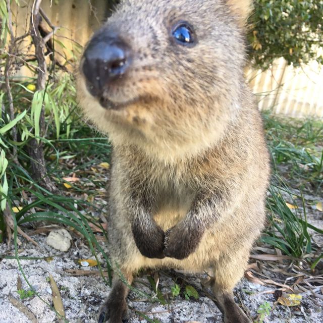 Say Hi to the Happiest Animal on Earth!