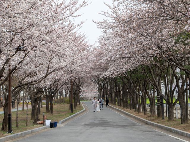 내가 뽑은 서울 숨은 벚꽃 명소