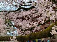 京都　SAKURA 桜めぐり❗️醍醐寺　伽藍の桜に感動❗️