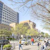 春の日本大通り