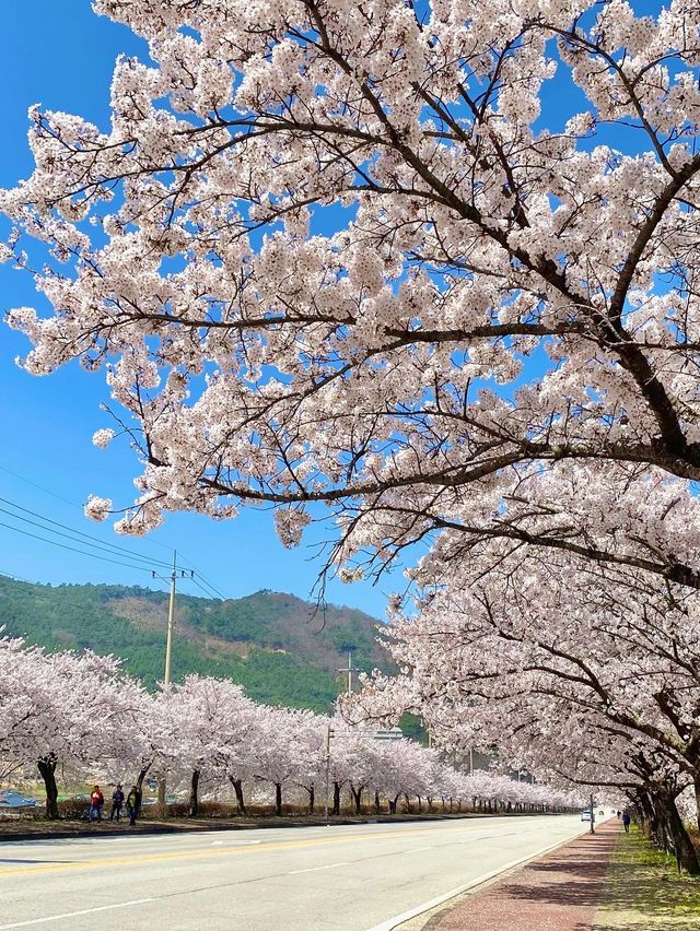 드라이브하면서 보기 좋은 전북 고창 벚꽃길 🌸