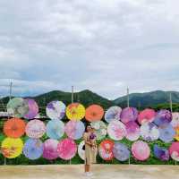 元朗信芯園 太陽花海何其壯觀