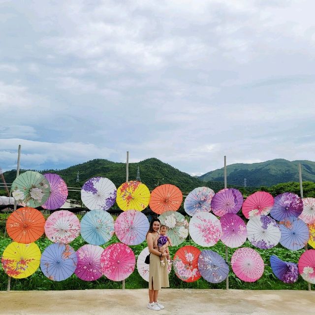 元朗信芯園 太陽花海何其壯觀