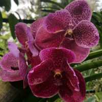 The UNESCO National Orchid Gardens