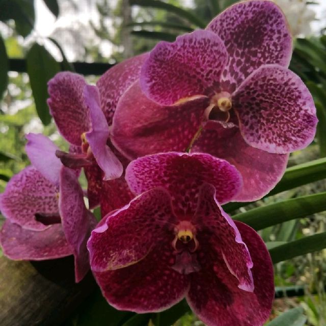 The UNESCO National Orchid Gardens