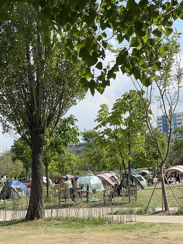 < 서울 여행 > 여의도 한강 공원 피크닉 나들이 🏕️