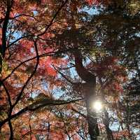 輕井澤嘅紅葉