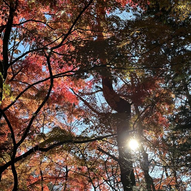 輕井澤嘅紅葉
