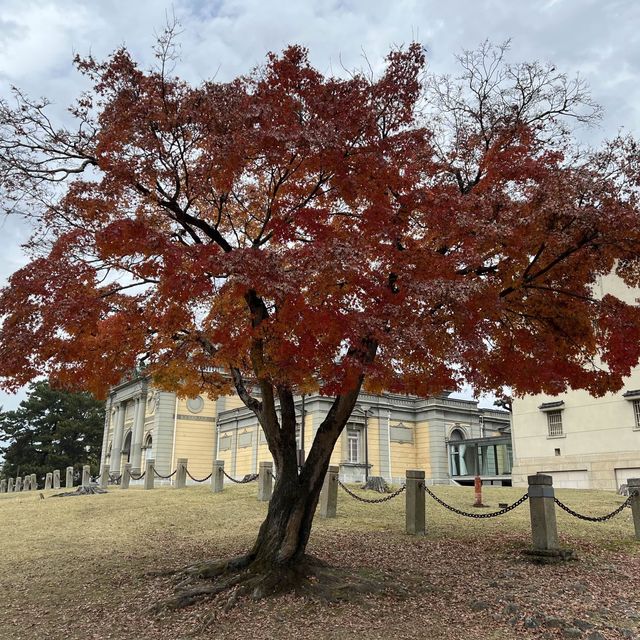 日本奈良公園｜真的好多🦌鹿，一旁的烤地瓜攤販很好吃😍