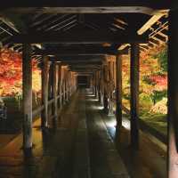【京都】幻想的な光と影と紅葉