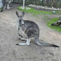 近距離接觸袋鼠和樹熊的動物園