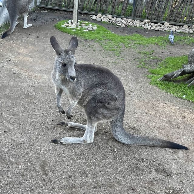 近距離接觸袋鼠和樹熊的動物園