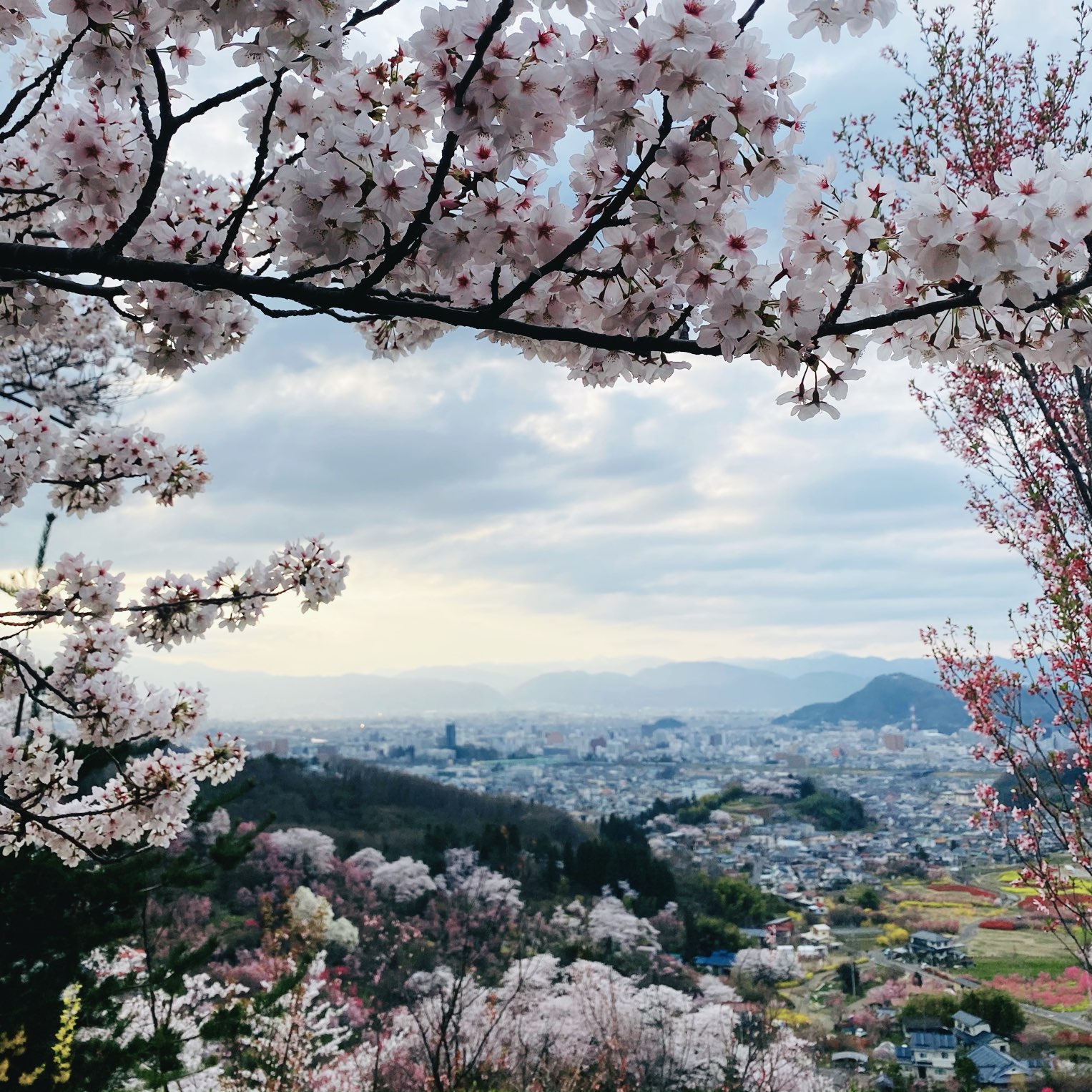 hanamiyama park in fukushima, this is the most beautiful hill I have ever visited, you go here from fukushima station you can use a bus, you have to come here in spring because all the flowers bloom are very beautiful not only cherry blossoms there are many flowers here, here there is also a cafe, you can enjoy the beautiful cherry blossoms while drinking coffee it is very calming, you come here to be physically prepared because you are climbing the hill, you have to bring a drink because the cafe is quite far away, you have to come here because it is very beautiful here.
#naturalwonders