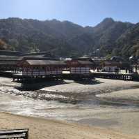 宮島の紅葉はレベルが違う⁉️