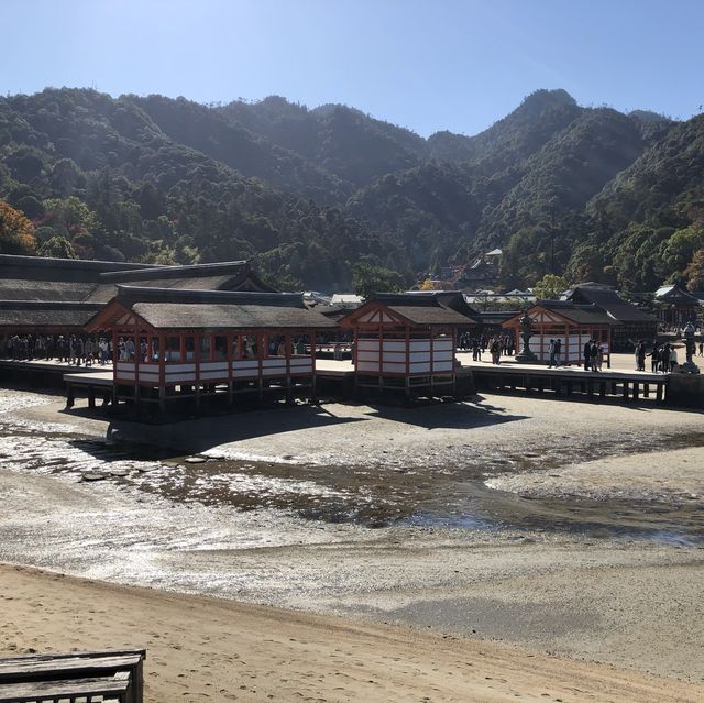 宮島の紅葉はレベルが違う⁉️