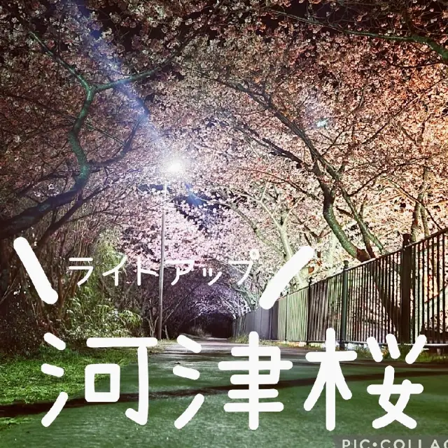 【伊豆】河津桜