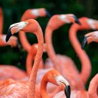Day Out @ Bird Park