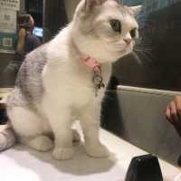 🐱奴必到既地方