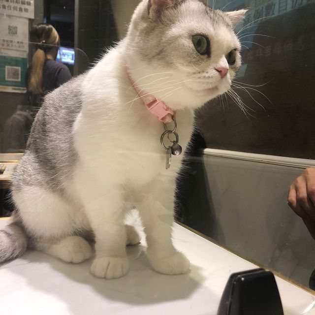 🐱奴必到既地方