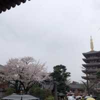 【東京おでかけ】下町文化がすてきな街、浅草の観光と言えば！浅草寺〜浅草神社