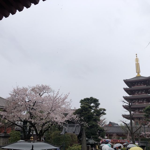 【東京おでかけ】下町文化がすてきな街、浅草の観光と言えば！浅草寺〜浅草神社
