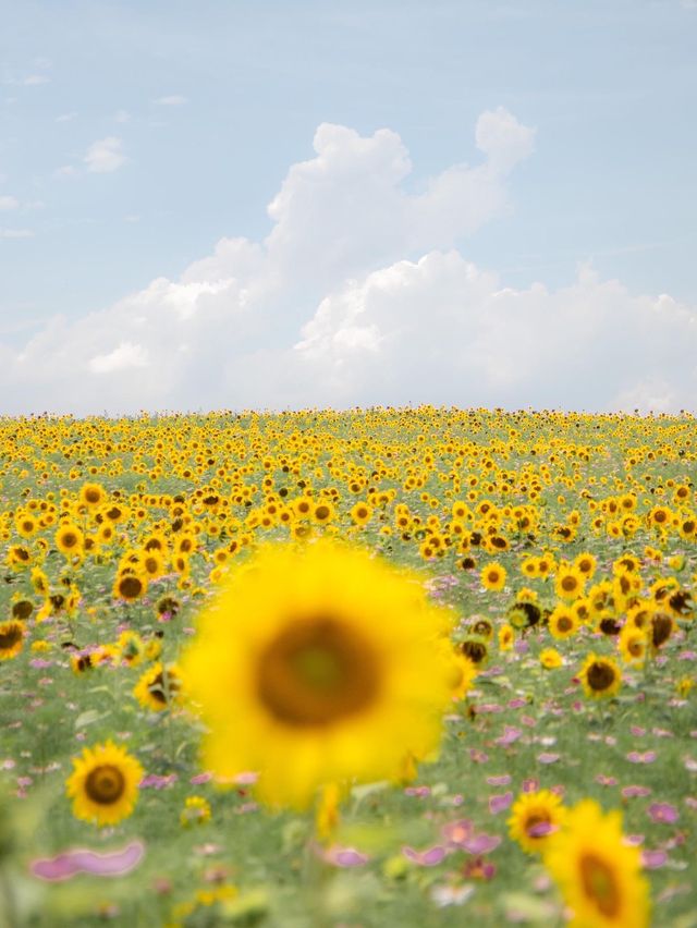 🌹라비앙로즈 꽃구경 : 해바라기 천국 안성팜랜드! 🌻
