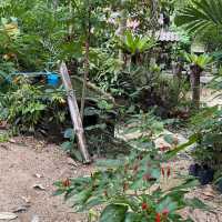 คาเฟ่ธรรมชาติ “ที่นี่บางเบาะ ป่าตอง”