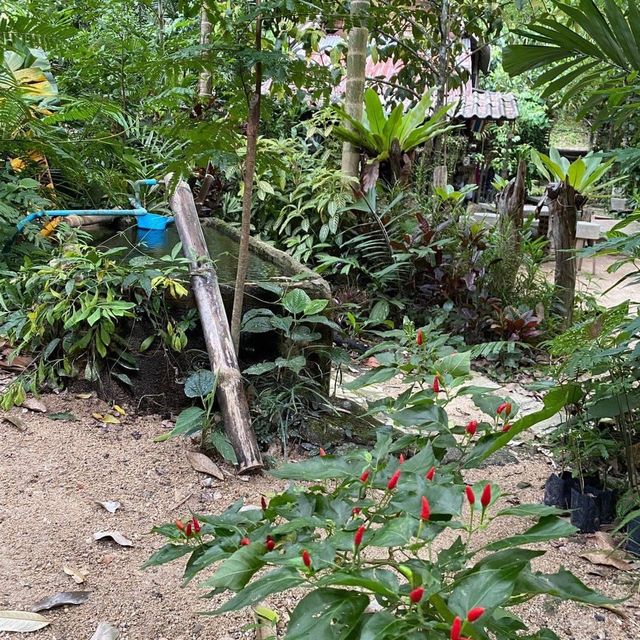 คาเฟ่ธรรมชาติ “ที่นี่บางเบาะ ป่าตอง”