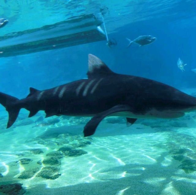 Goldcoast SeaWorld, Shows & Rides
