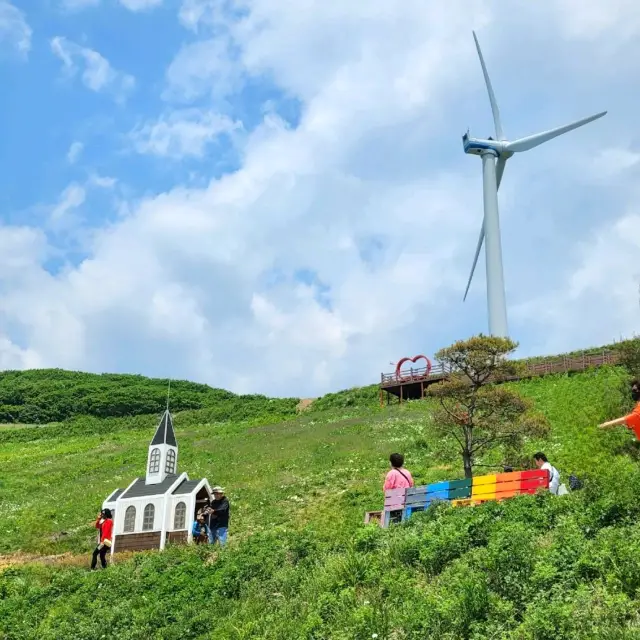 데이지꽃 구경은 "육백마지기"로