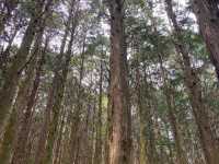 Catch your breath at the healing forest 