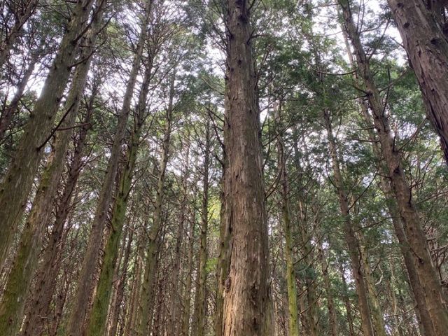 Catch your breath at the healing forest 